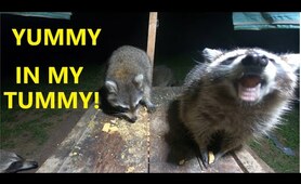 Feeding Wild Raccoons / Critters Love Eating Cookies!!!