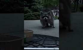 Like chocolate chip cookie 