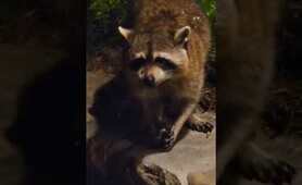 Raccoons love cookies btw