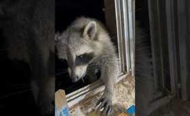 &lsquo;Coon Cafe cookies for wild raccoons ❣️ #love #raccoonwhisperer #animals