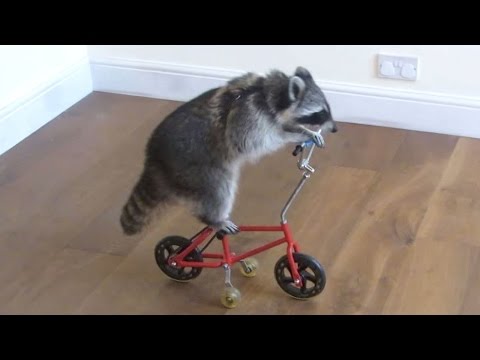These funny raccoons will make you laugh - Funny and cute raccoon compilation