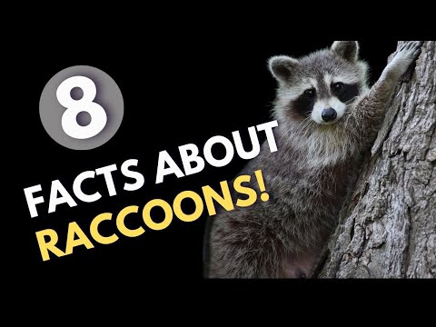 8 Amazing Facts About Raccoons