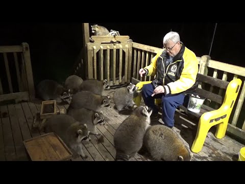 Raccoons with Jim on the Deck