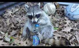 Raccoon playing with toy Ball