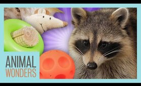 Raccoon Scores New Toys!