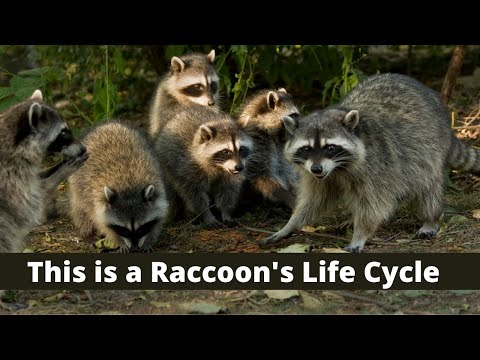 This is the Life Cycle of a Raccoon