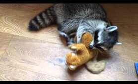 Melanie a Raccoon plays with squirrel toy