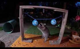 Using DOG TOYS to play with raccoons