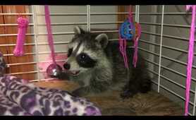 Baby Raccoons Playing with toys. -  5/19/2020