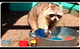Raccoons Playing With Water Toys