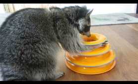 Melanie Raccoon playing with favourite new toy