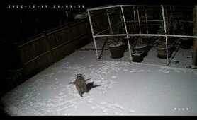 a raccoon tries to catch falling snow