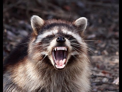 What To Do If A Raccoon Attacks You