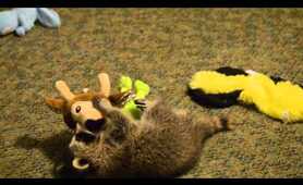 Taz the baby raccoon playing with his many toys