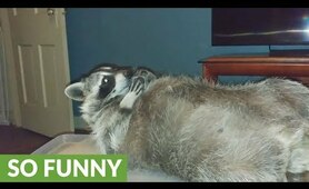 Raccoon plays with new Fidget Cube toy