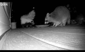 Skunk And Raccoon Fight Over Dinner