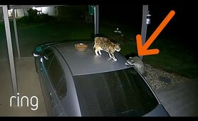 Intense Showdown Between Cat & Raccoon | RingTV