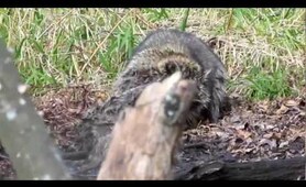 Raccoons fighting in the woods...amazing!