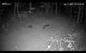 Wild Raccoon Fight at Night | Rare Animal Behavior Caught on Camera