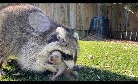 Mother Raccoons are Amazing | Incredible Footage!