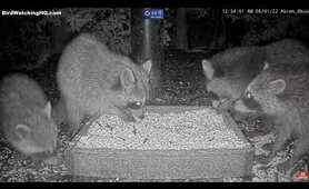 Raccoon Fight 