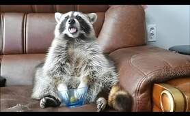This raccoon's reaction when it runs out of grapes is just priceless
