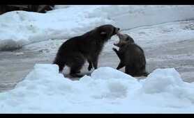 Raccoon & opossum fight