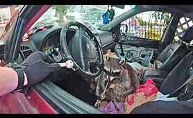 Police Find Raccoon With Meth Pipe in its Mouth During Ohio Traffic Stop