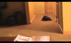 Rolling Raccoon