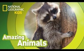 Raccoon | Amazing Animals