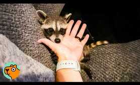 Saved Raccoon Pops In To Say Hi To His Favourite Human Every Day | Cuddle Buddies
