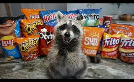 Raccoon Tries Most Popular Chips to see Which Chip is the Best