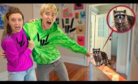 A VICIOUS Raccoon came Into Our Home!! *ate our trash*