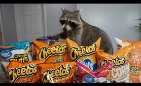 Cheeto The Raccoon Tries Cheetos for the First Time!  Taste Test!