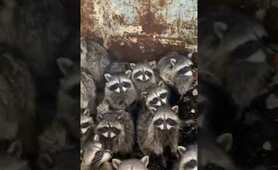 Guy Rescues Village Of Raccoons Stuck Inside Dumpster