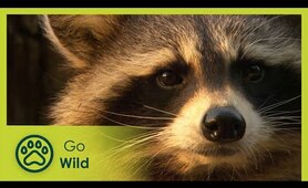 The hidden world of raccoons | Go Wild